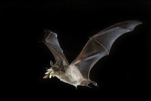 Mexican free-tailed bat